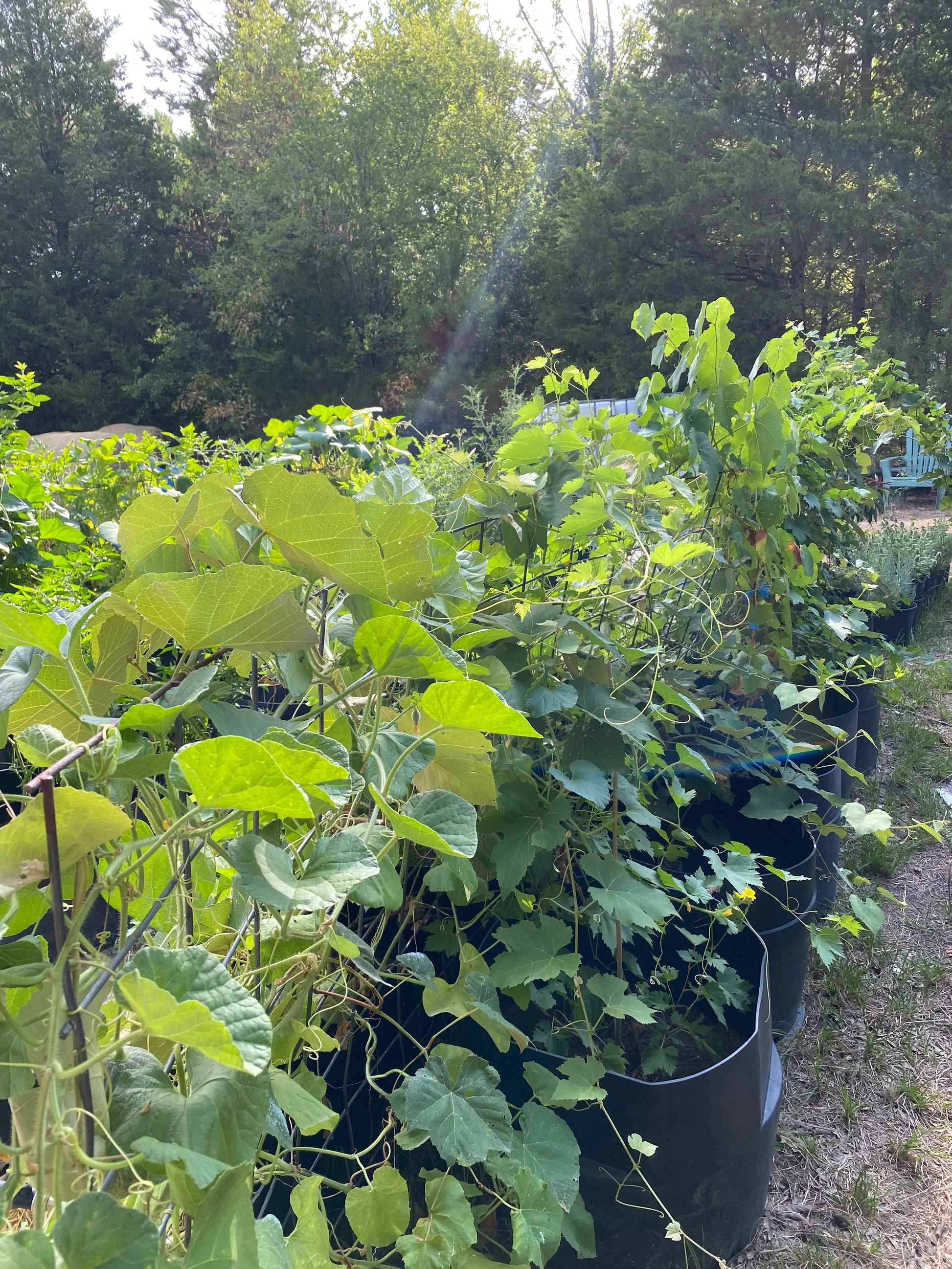 loofah plant seeds for sale Loofah Seeds