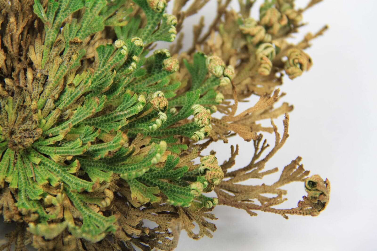Rose Of Jericho Whole Herb – Dried Resurrection Plant For Spiritual & Decorative Use